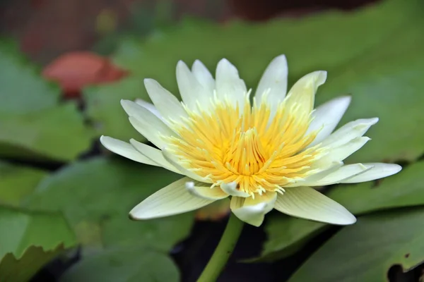 Flor de loto amarillo — Foto de Stock