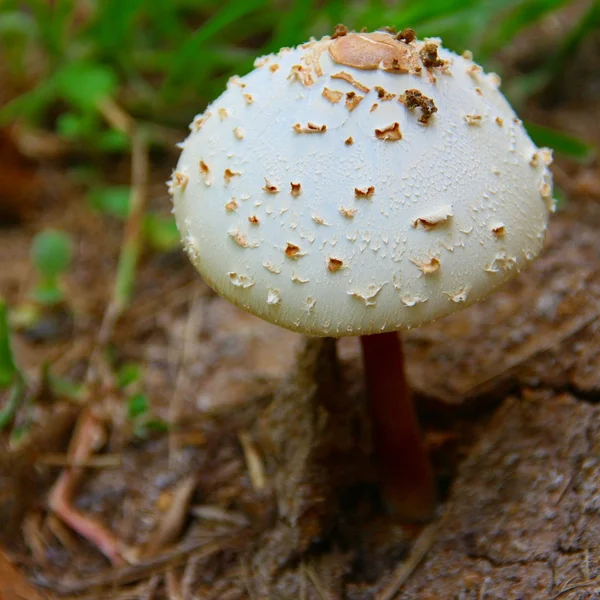 Cogumelo de natureza branca — Fotografia de Stock