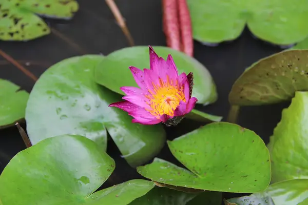 Loto rosa — Foto de Stock