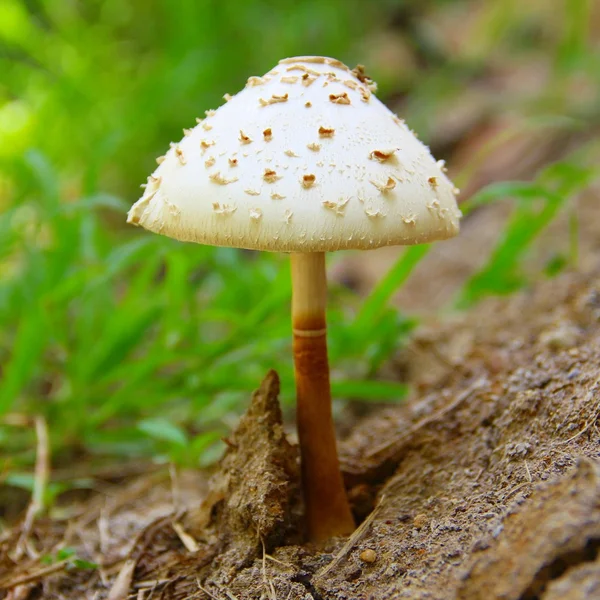 Cogumelo autónomo — Fotografia de Stock