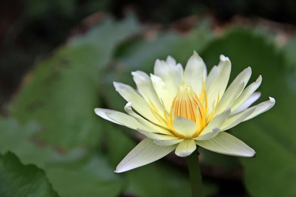 Florece flor de loto — Foto de Stock
