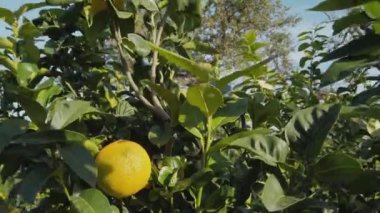 İtalya 'da Calabria' nın Portakal Meyvesi