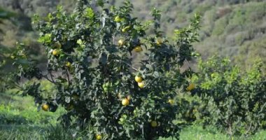 İtalya 'da Calabria' nın Portakal Meyvesi