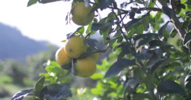 İtalya 'da Calabria' nın Portakal Meyvesi