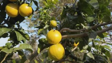 İtalya 'da Calabria' nın Portakal Meyvesi