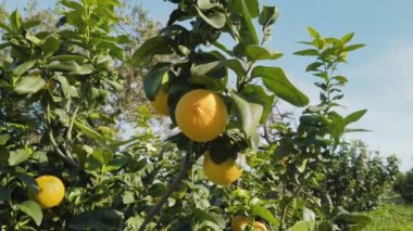 İtalya 'da Calabria' nın Portakal Meyvesi