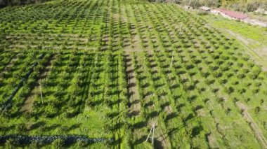 İtalya 'da Calabria' nın Portakal Meyvesi