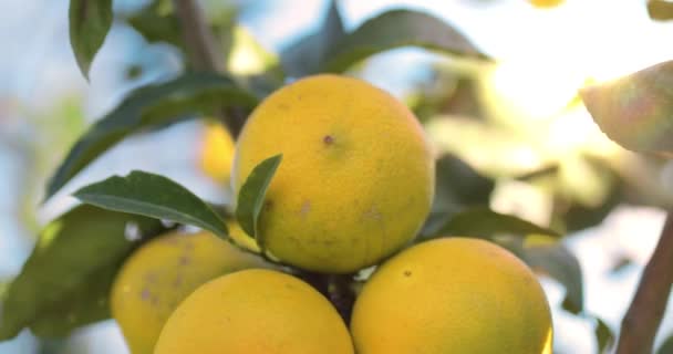 Bergamota Naranja Fruta Calabria Italia — Vídeos de Stock