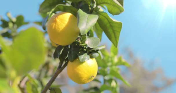 Fructe Portocale Bergamot Din Calabria Italia — Videoclip de stoc