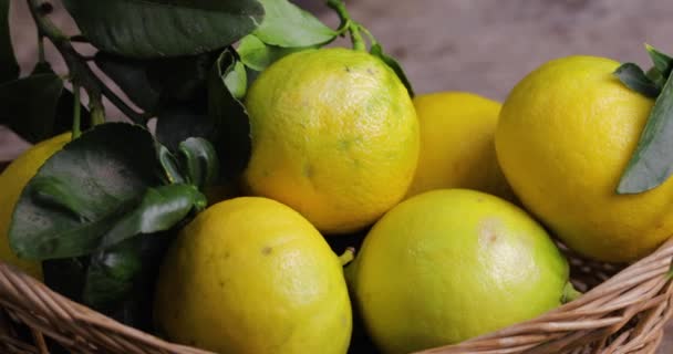 Bergamota Naranja Fruta Calabria Italia — Vídeos de Stock