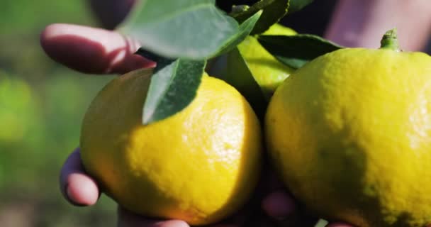 Bergamott Apelsinfrukt Kalabrien Italien — Stockvideo