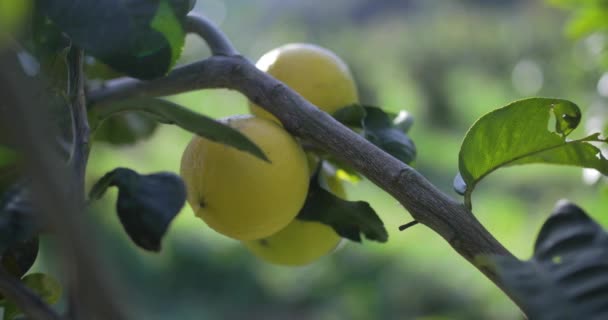 Bergamota Naranja Fruta Calabria Italia — Vídeos de Stock