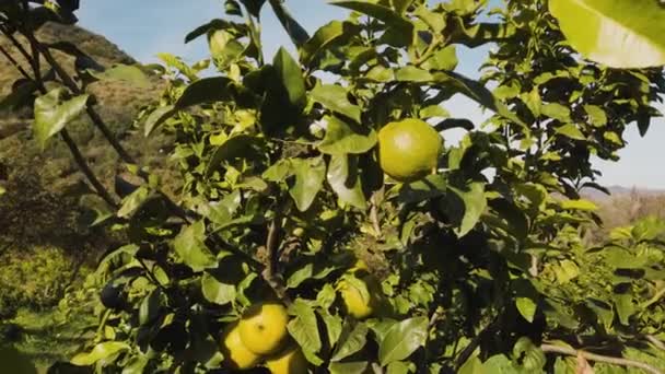 Bergamota Naranja Fruta Calabria Italia — Vídeos de Stock