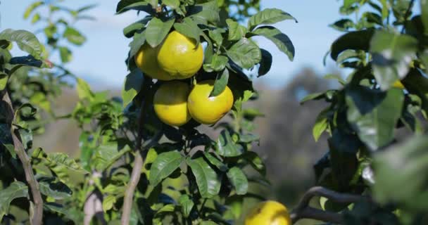 Bergamota Laranja Fruta Calábria Itália — Vídeo de Stock