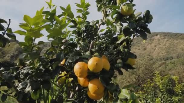 Bergamotte Orangen Aus Kalabrien Italien — Stockvideo