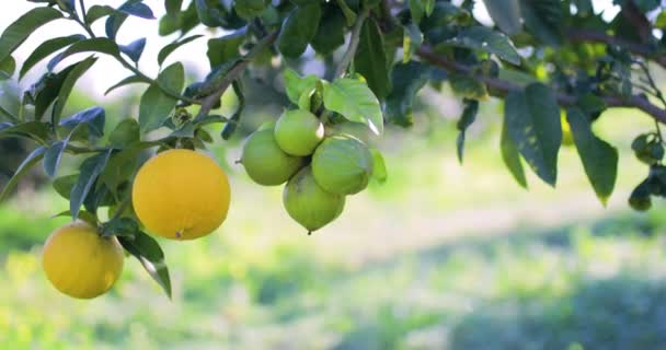 Bergamota Laranja Fruta Calábria Itália — Vídeo de Stock