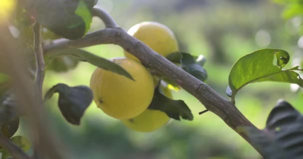 Bergamot Orange Ovoce Kalábrie Itálii — Stock video