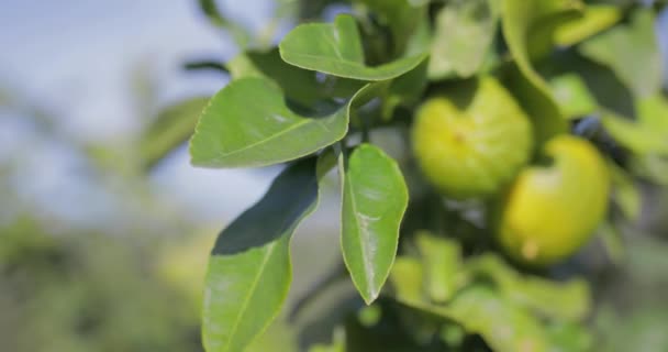 Bergamott Apelsinfrukt Kalabrien Italien — Stockvideo