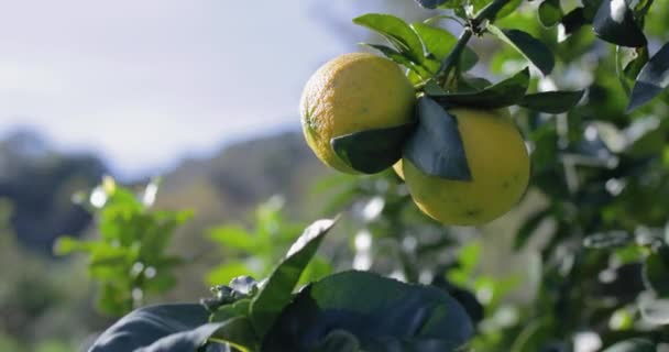 Bergamota Laranja Fruta Calábria Itália — Vídeo de Stock