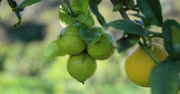 Bergamota Naranja Fruta Calabria Italia — Vídeos de Stock