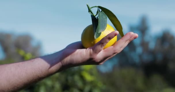 Bergamota Naranja Fruta Calabria Italia — Vídeos de Stock