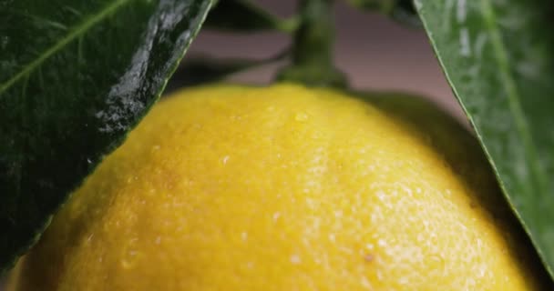 Bergamota Naranja Fruta Calabria Italia — Vídeo de stock