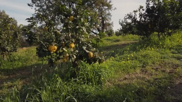 Bergamott Apelsinfrukt Kalabrien Italien — Stockvideo