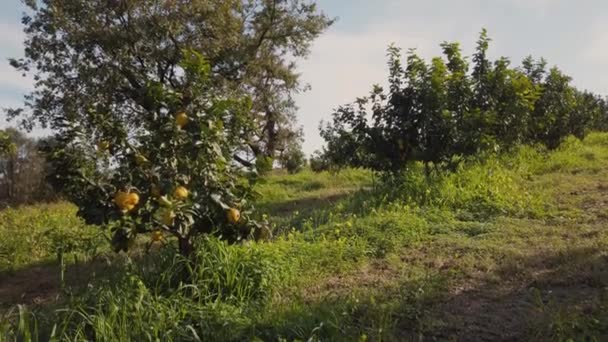 Bergamota Laranja Fruta Calábria Itália — Vídeo de Stock