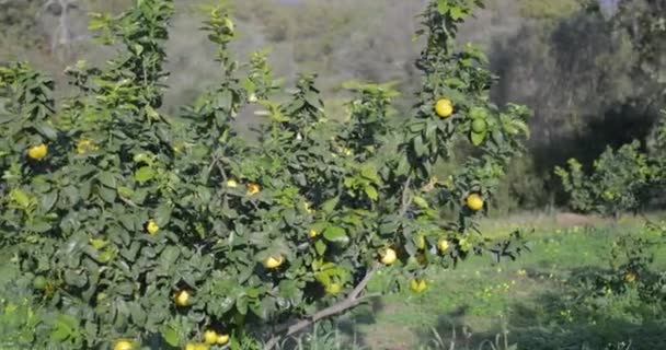 Bergamota Naranja Fruta Calabria Italia — Vídeos de Stock