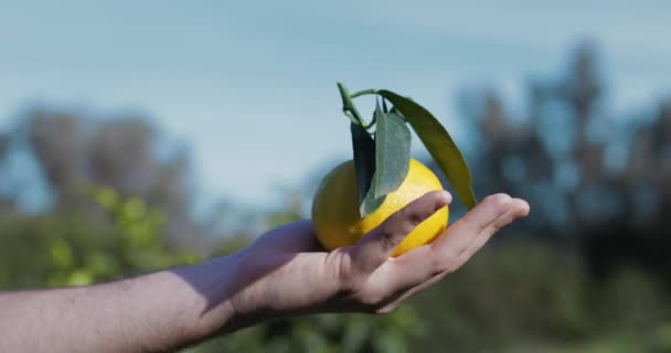 Bergamota Naranja Fruta Calabria Italia — Vídeo de stock
