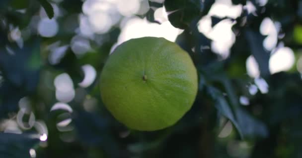 Bergamot Orange Fruit Calabria Olaszországban — Stock videók