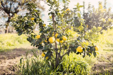 Calabria 'nın Bergamot portakal ağacı