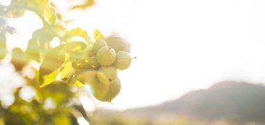Calabria 'nın Bergamot portakal ağacı