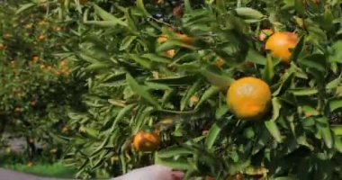 Calabria bölgesindeki kişi ağaçtan portakal topluyor