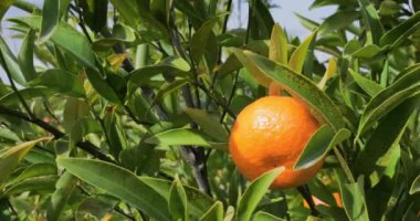 Calabria bölgesinde portakal ağacı