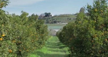 Calabria bölgesinde portakal ağaçları