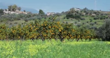 Calabria bölgesinde portakal ağaçları