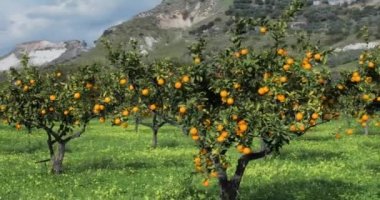 Calabria bölgesinde portakal ağaçları
