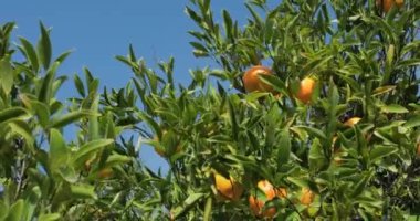 Calabria bölgesinde portakal ağacı