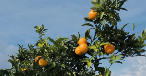 Orangenbaum Der Region Kalabrien — Stockvideo