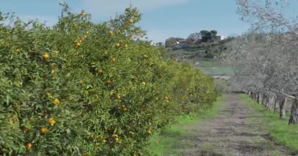 Naranjos Región Calabria — Vídeos de Stock