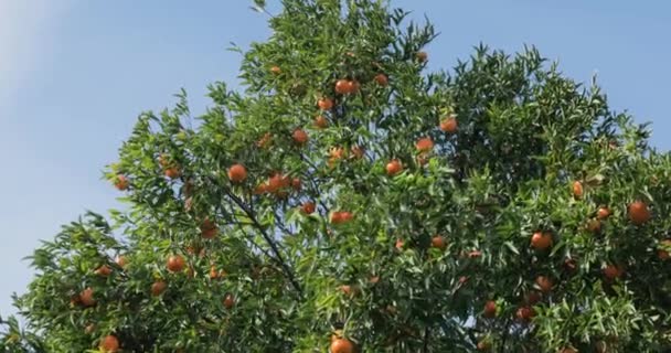 Orangenbaum Der Region Kalabrien — Stockvideo