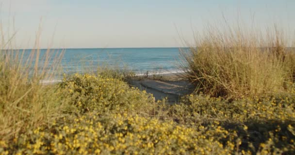 Arbustos Playa Cerca Del Mar Tranquilo Vacío Durante Día — Vídeos de Stock