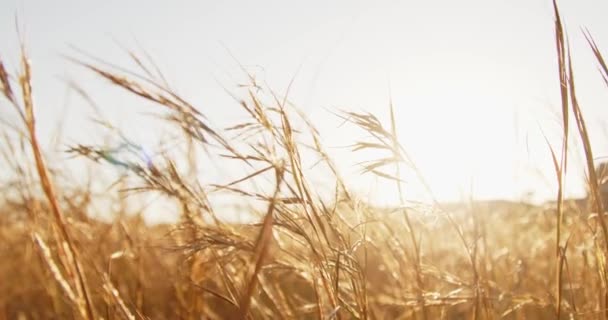Крупный План Золотой Пшеницы Летнем Поле — стоковое видео