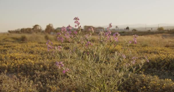 Primer Plano Las Plantas Campo Verano Durante Día — Vídeos de Stock