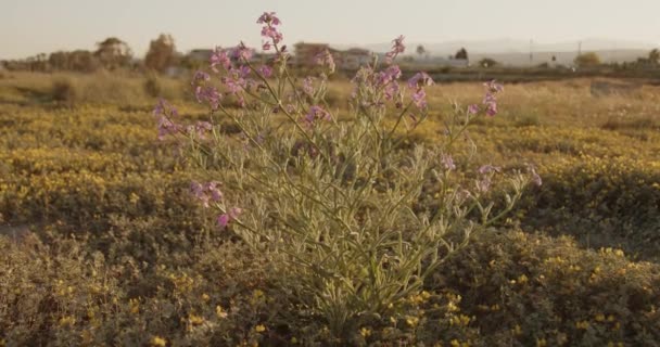 Primer Plano Las Plantas Campo Verano Durante Día — Vídeos de Stock