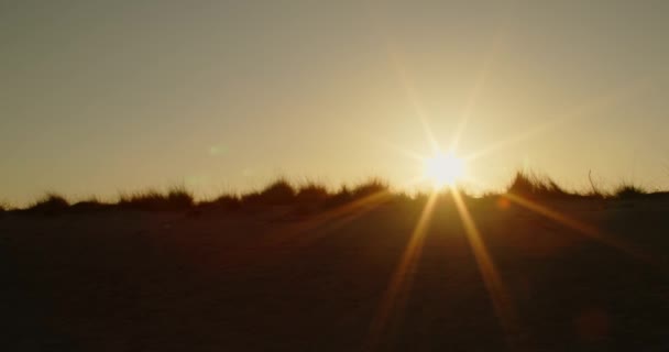 Pôr Sol Brilhante Acima Campo Silhuetas Plantas — Vídeo de Stock