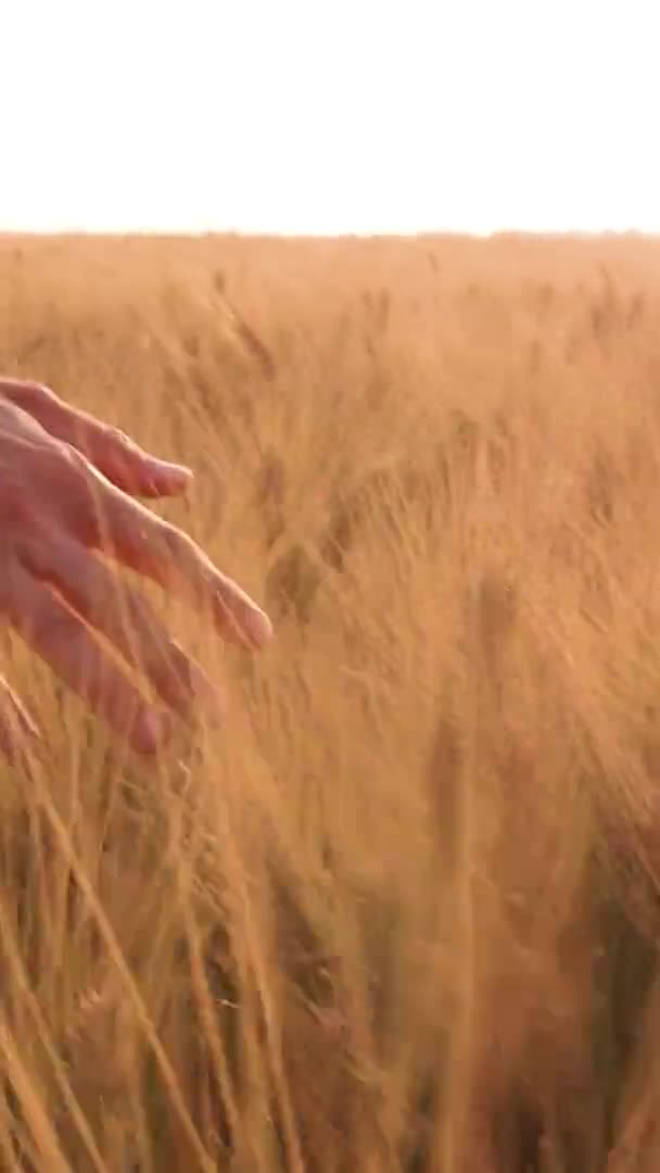 Primo Piano Mano Femminile Che Tocca Grano Secco Durante Giorno — Video Stock