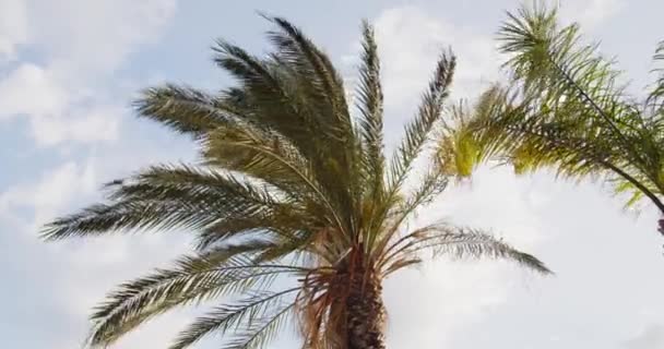 Wind Zwaaiende Palmbomen Takken Bewolkte Lucht Achtergrond — Stockvideo