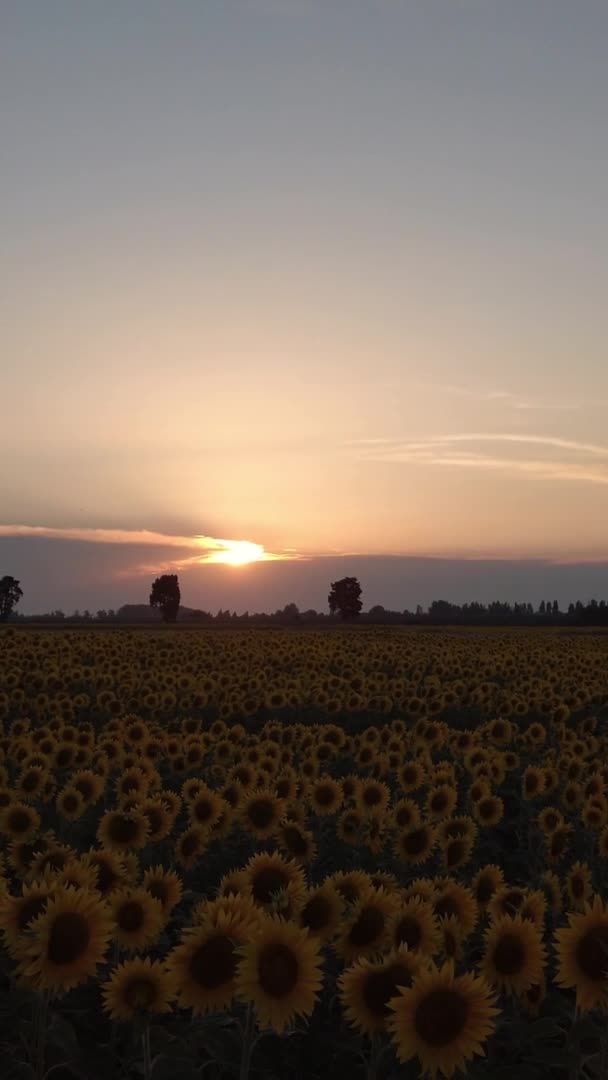 日间向日葵场的空中景观 — 图库视频影像